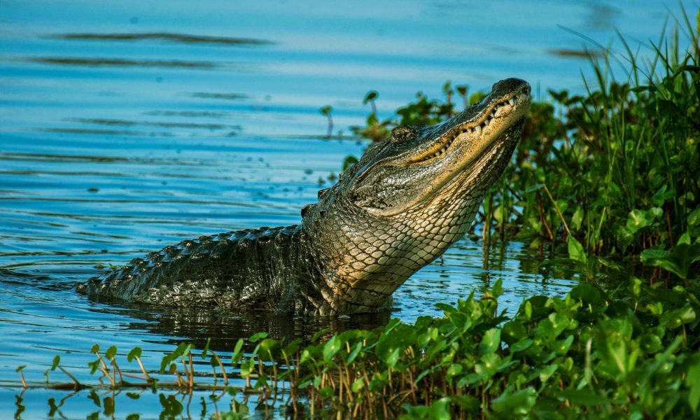 Florida